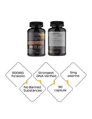 forskolin and l carnitine Creatine vs Carnitine: Do You Need Both? Differences Explained