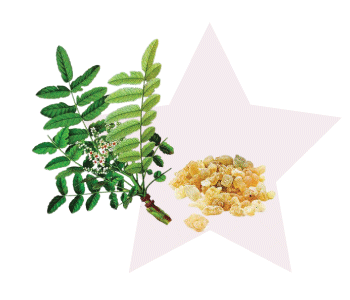 boswellia