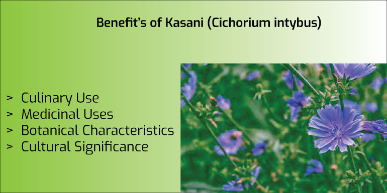 Benefits of Kasani