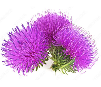 Milk Thistle