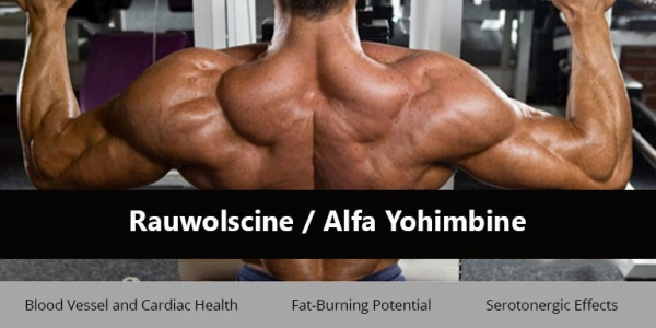 Rauwolscine / Alfa Yohimbine – Natural and Safe Alternative for FAT BURNING