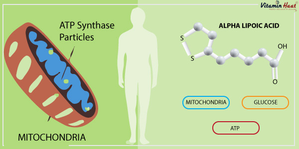 How Alpha Lipoic Acid Supports Male Reproductive Health: The Connection to Sperm Count and Motility