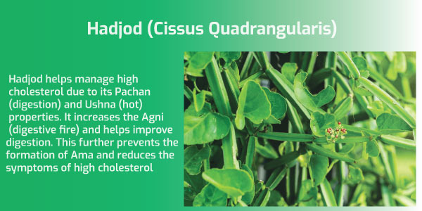 Ayurveda Principle and Role of Hadjod ( Cissus quadrangularis ) for Increasing Height 