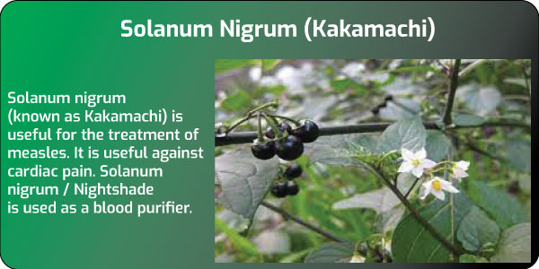 Solanum Nigrum extracts role in Liver Protection.