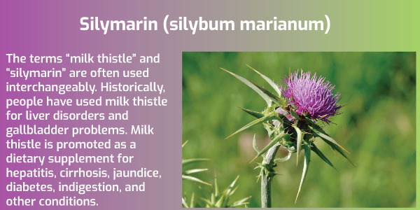 Role of Silymarin extracts for Liver and Hepato protection.