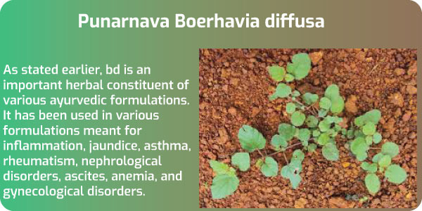 Role of Punarnava (Boerhavia diffusa) for Liver Support.