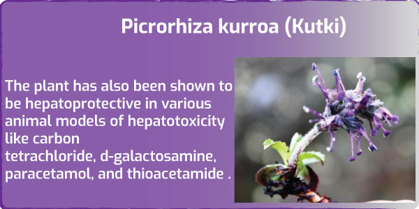 Hepatoprotective activity of Picrorhiza kurroa (Kutki).