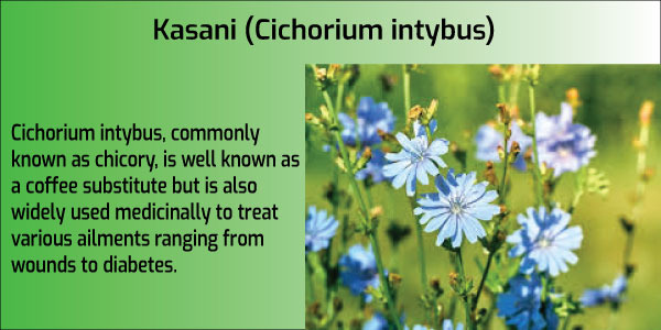Hepatoprotective Role of Kasani (Cichorium intybus) for Liver Health.