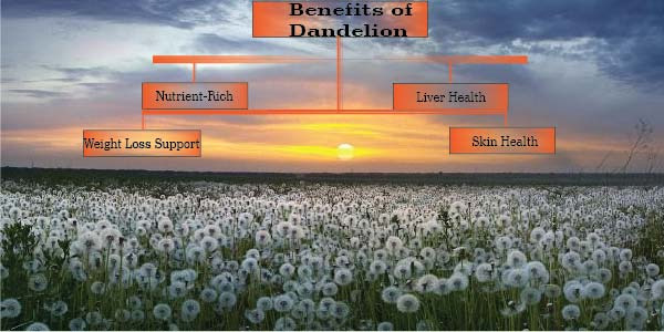 Role of Dandelion (Taraxacum officinale) for Liver Health