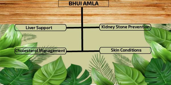 Hepatoprotective Activity of Bhui Amla (Phyllanthus niruri) as per Ayurveda